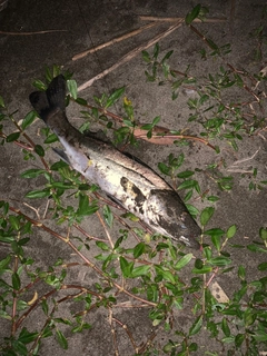 セイゴ(マルスズキ)の釣果