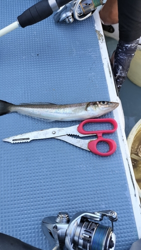 シロギスの釣果