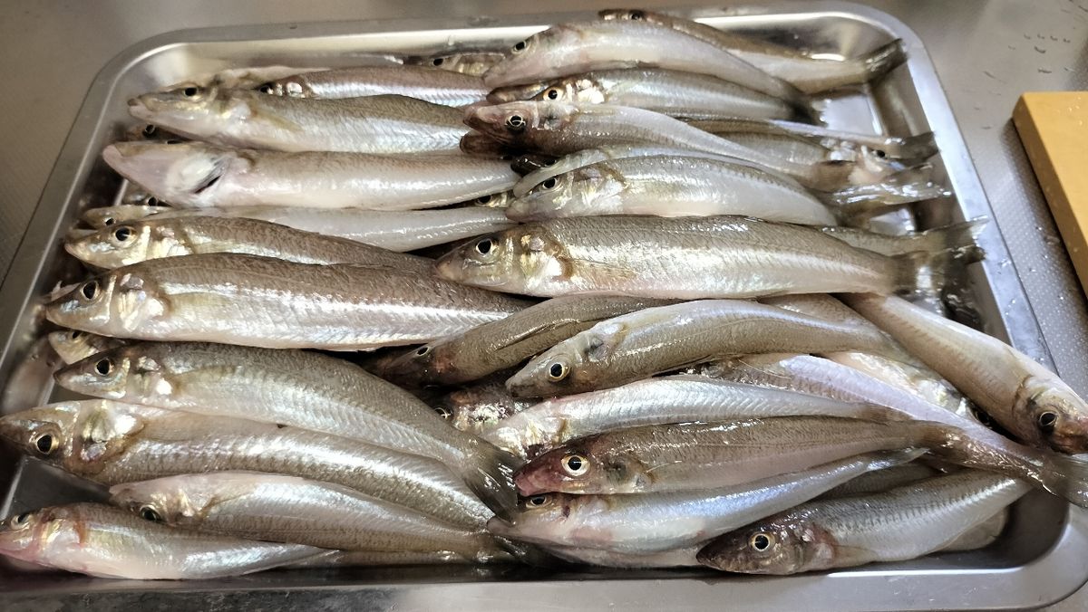 東京湾のおっさんさんの釣果 3枚目の画像