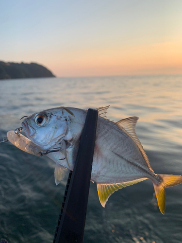 メッキの釣果