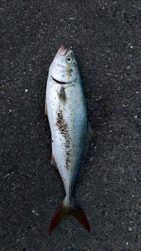 ヤズの釣果