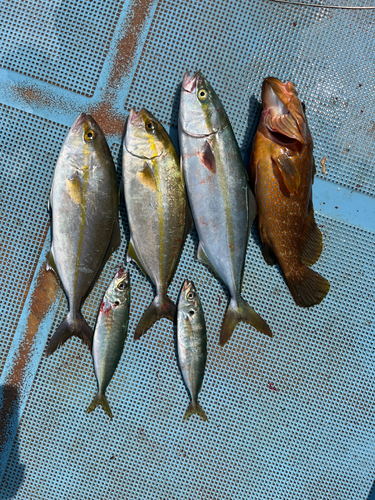 ネリゴの釣果