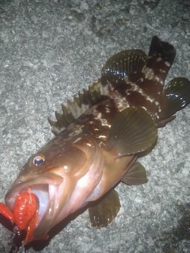 アコウの釣果