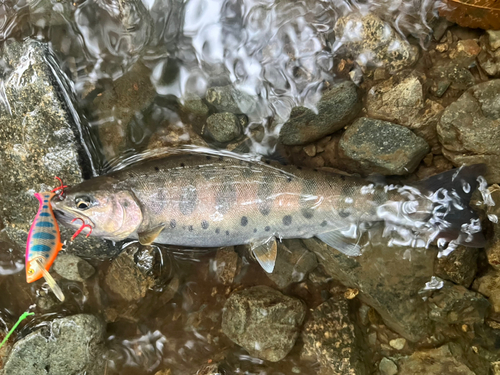 ヤマメの釣果