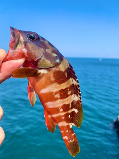 ウツボの釣果