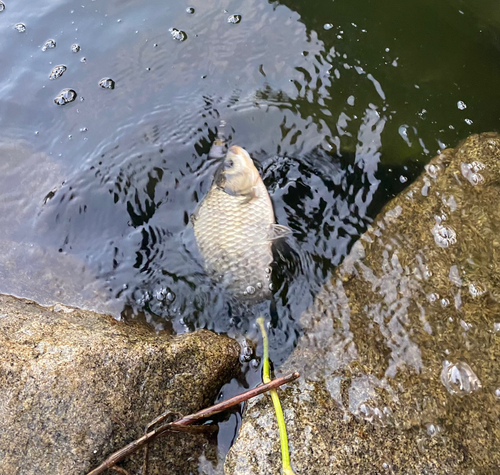 ヘラブナの釣果