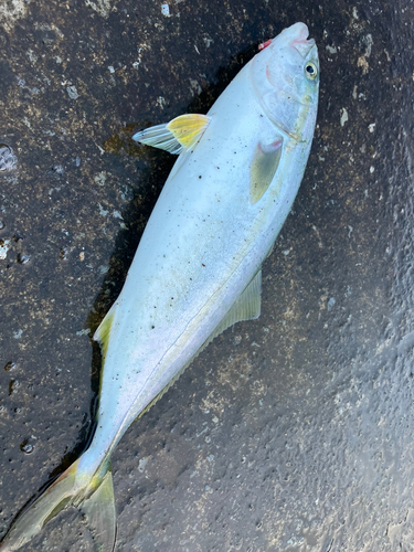 イナダの釣果