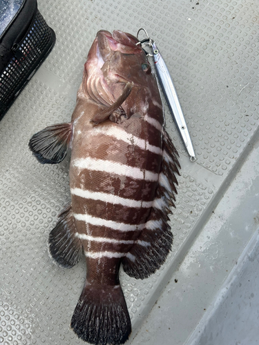 マハタの釣果