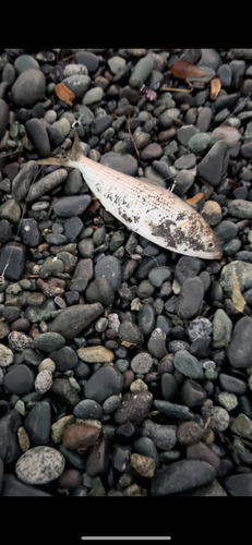 コノシロの釣果