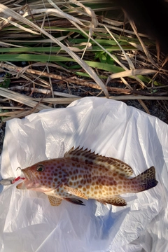 オオモンハタの釣果