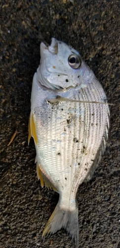 キビレの釣果