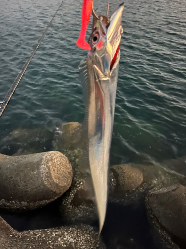 タチウオの釣果