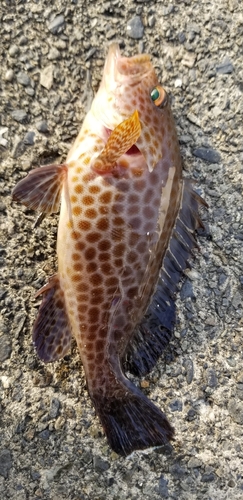 オオモンハタの釣果