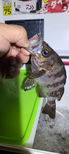 メバルの釣果