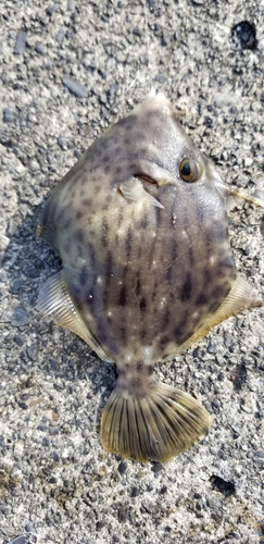 カワハギの釣果