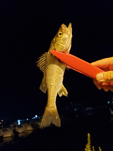 セイゴ（マルスズキ）の釣果