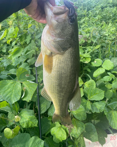 ラージマウスバスの釣果