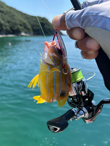 ヨコスジフエダイの釣果