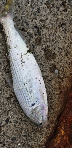 コノシロの釣果