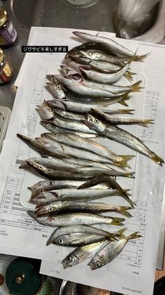 カマスの釣果