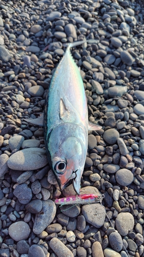 ソウダガツオの釣果