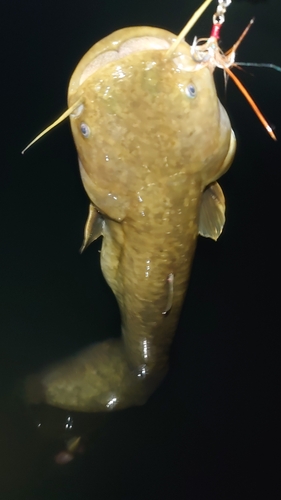 ナマズの釣果