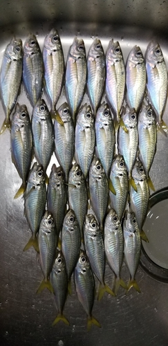 アジの釣果