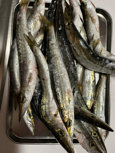 カマスの釣果