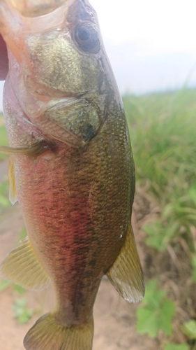 ラージマウスバスの釣果