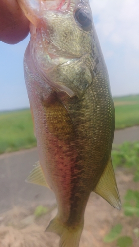 ラージマウスバスの釣果