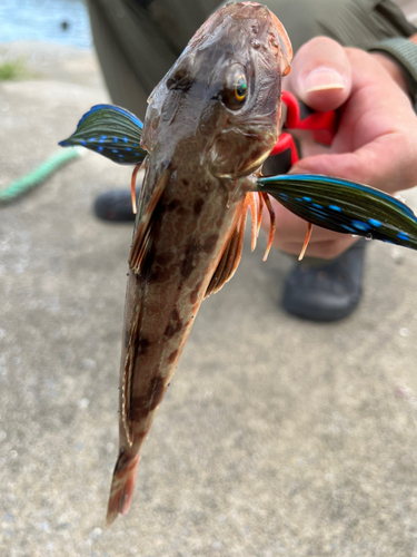 ホウボウの釣果