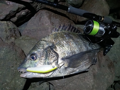 チヌの釣果