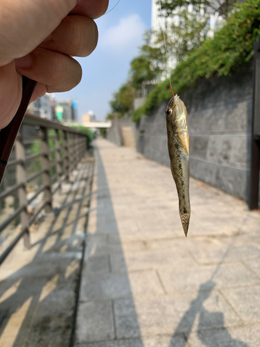 マハゼの釣果