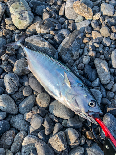 スマガツオの釣果