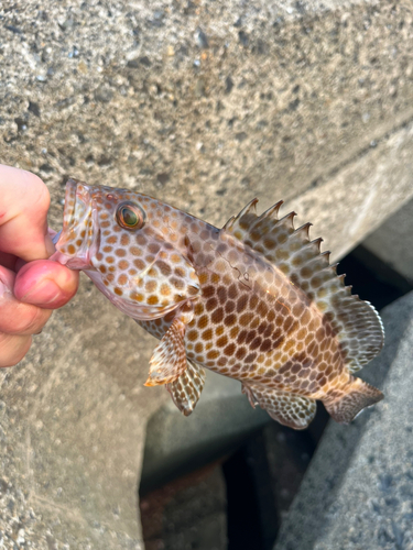 オオモンハタの釣果