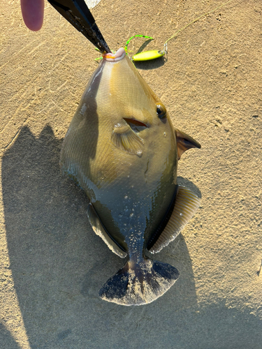 メガネハギの釣果