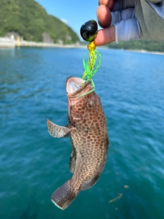 オオモンハタの釣果