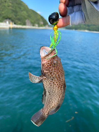 オオモンハタの釣果