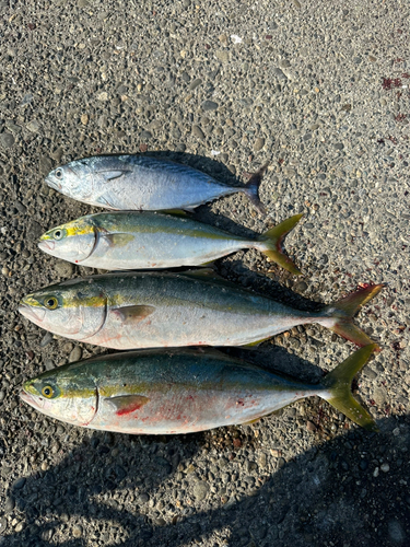 ハマチの釣果