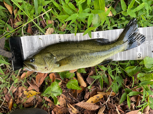 ラージマウスバスの釣果