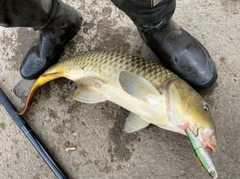 コイの釣果