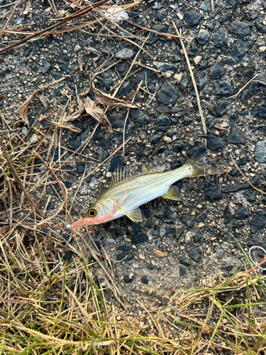 セイゴ（タイリクスズキ）の釣果