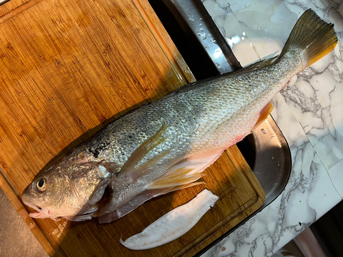 ニベの釣果