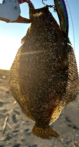 ヒラメの釣果