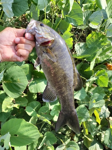 スモールマウスバスの釣果