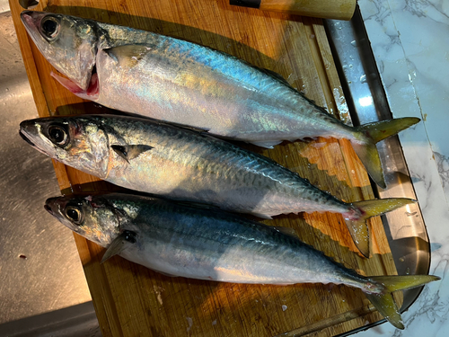 サバの釣果