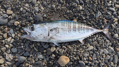 ヒラソウダの釣果