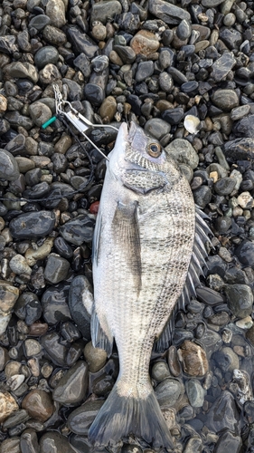 クロダイの釣果