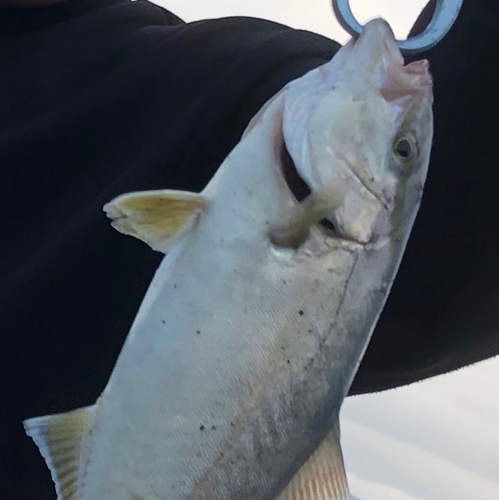 ショゴの釣果