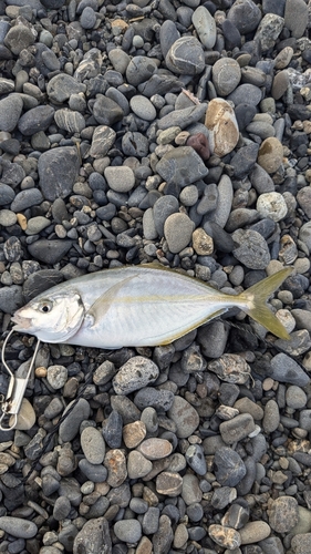 シマアジの釣果